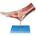MUSCLES OF FOOT WITH MAIN VESSELS & NERVES (SOFT)